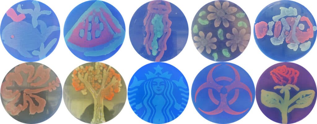 Bacteria agar art resembling a whale, watermelon, Starbucks logo, and more.